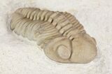 Detailed, Long Kainops Trilobite - Oklahoma #95680-2